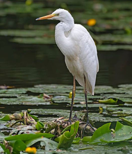 Birds - Marden Wildlife