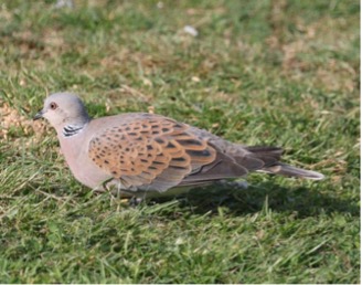 TURTLE DOVES RETURN 