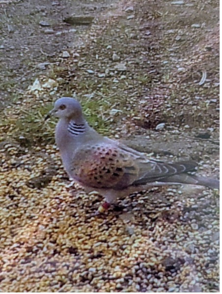 TURTLE DOVES RETURN 