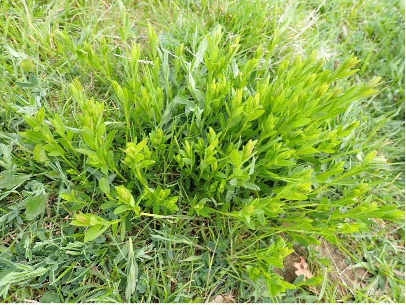 Dyer’s Greenweed in its new home, a year after planting.