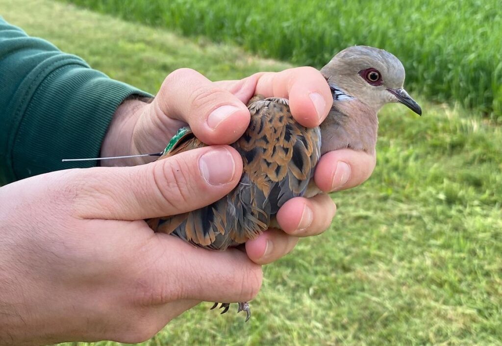 Tagged Turtle Dove