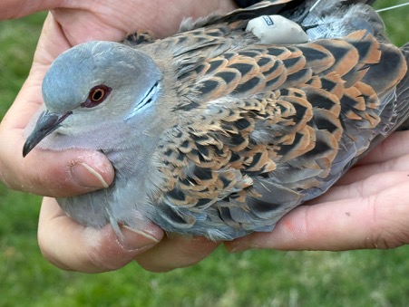 Turtle Dove Update