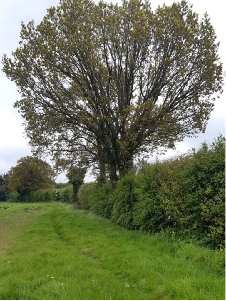 Wildlife friendly hedge with trees, Manor Farm