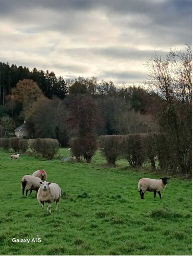 Poorly maintained, gappy hedge (Lamberhurst, not Marden!)