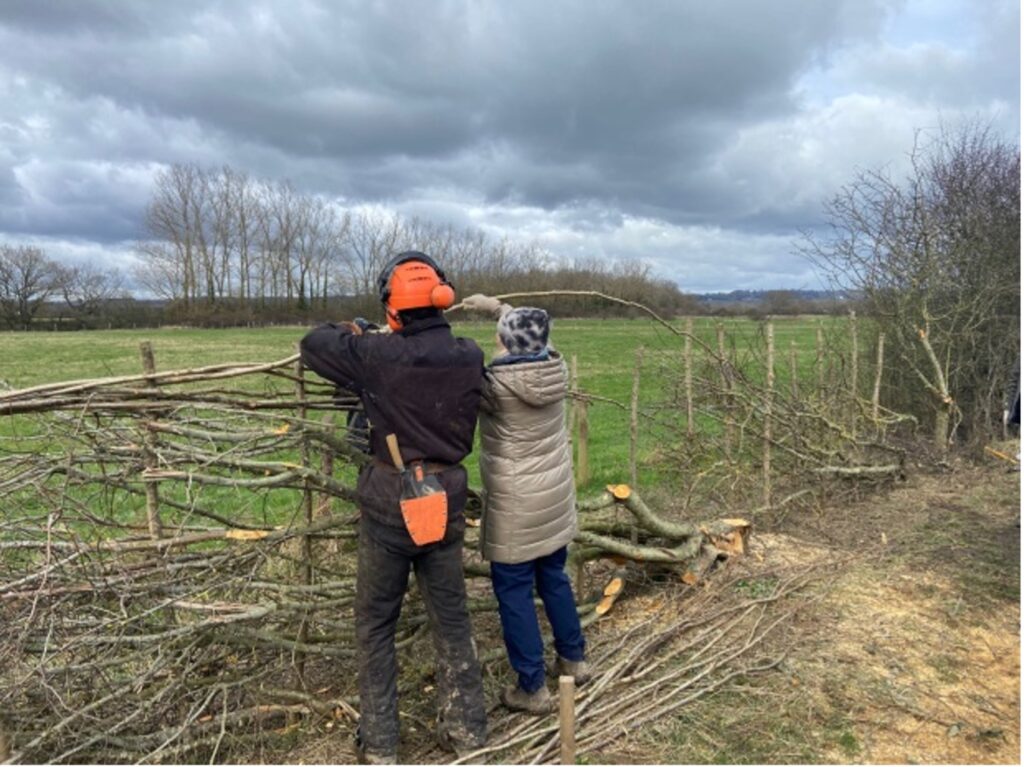 Hedge laying, Little Mill Farm, with the rejuvenating hedge eighteen months later