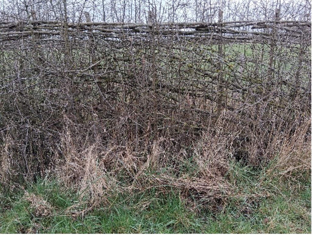 Hedge laying, Little Mill Farm, with the rejuvenating hedge eighteen months later