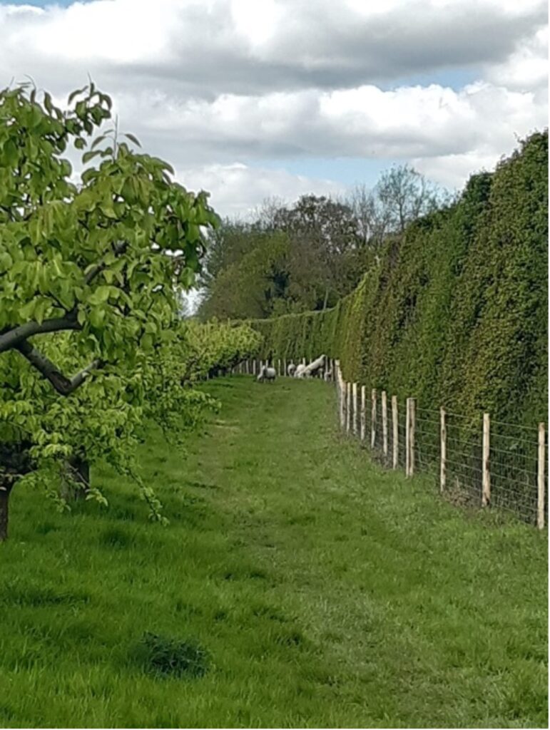 Recently trimmed, well managed hedge, Little Mill Farm