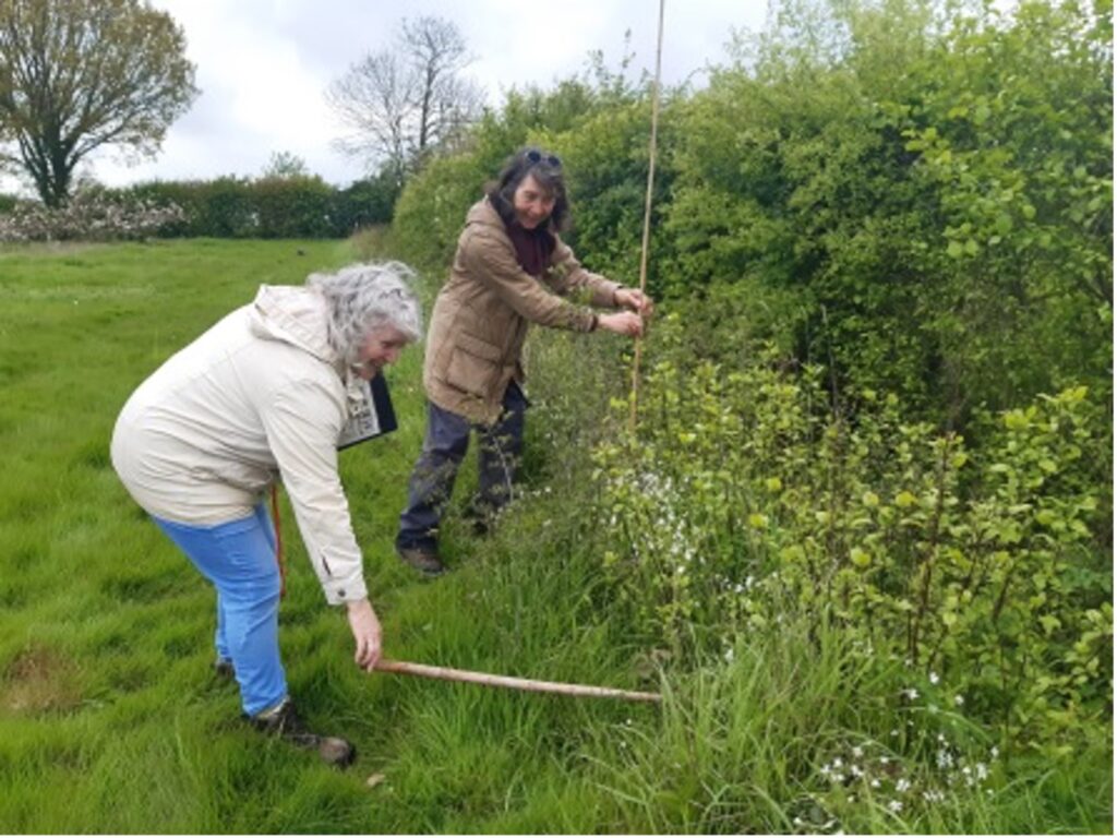 Taking hedgerow measurements, Manor Farm