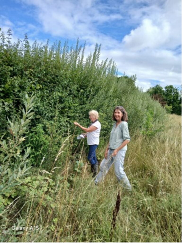Shrub ID work, yellowhammer friendly hedge, Little Mill Farm