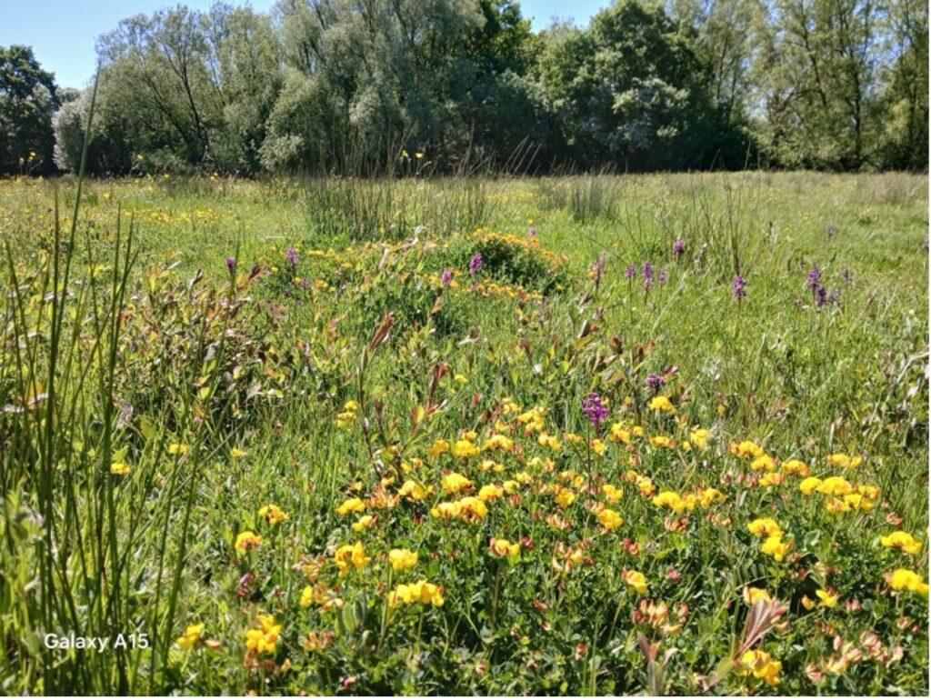 Flower rich meadow, Manor Farm